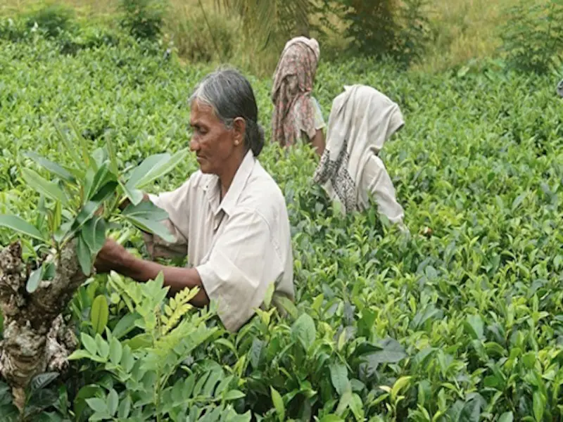 スリランカの紅茶の始まりとは 歴史と産地別特徴について学ぼう Linktea ネパール紅茶