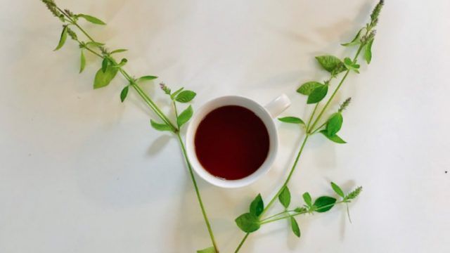 風邪の季節にうってつけ エキナセアティーの効能とおすすめ４選 Linktea ネパール紅茶