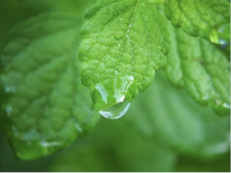 すっきり爽やか レモンマートルティーの効果効能と副作用 Linktea ネパール紅茶