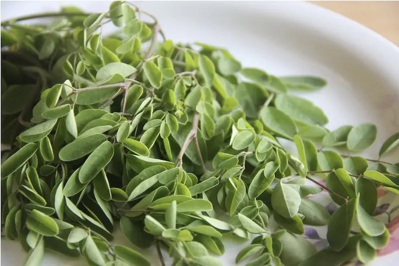 地球に優しいお茶 モリンガ茶 とは 味や効果効能まとめ Linktea ネパール紅茶